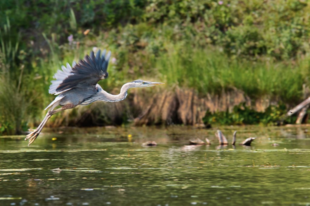 A great blue heron flies low over the water in a wetland.