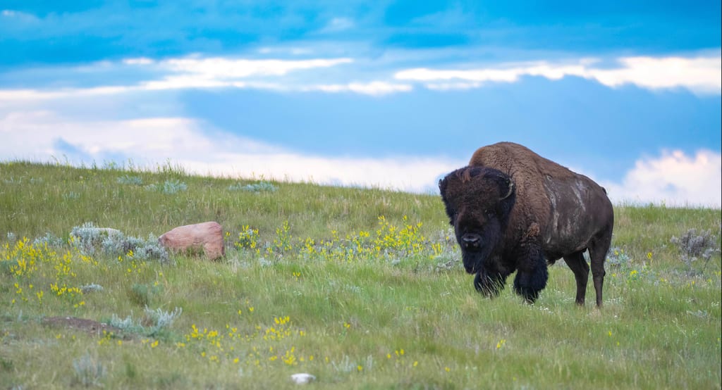 Bison at Old Man on His Back Prairie and Heritage Conservation Area.