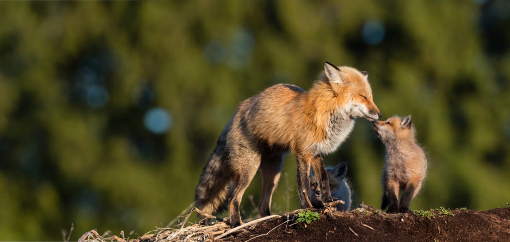 An adult red fox and its kit interact on a dirt mound against a forest background.