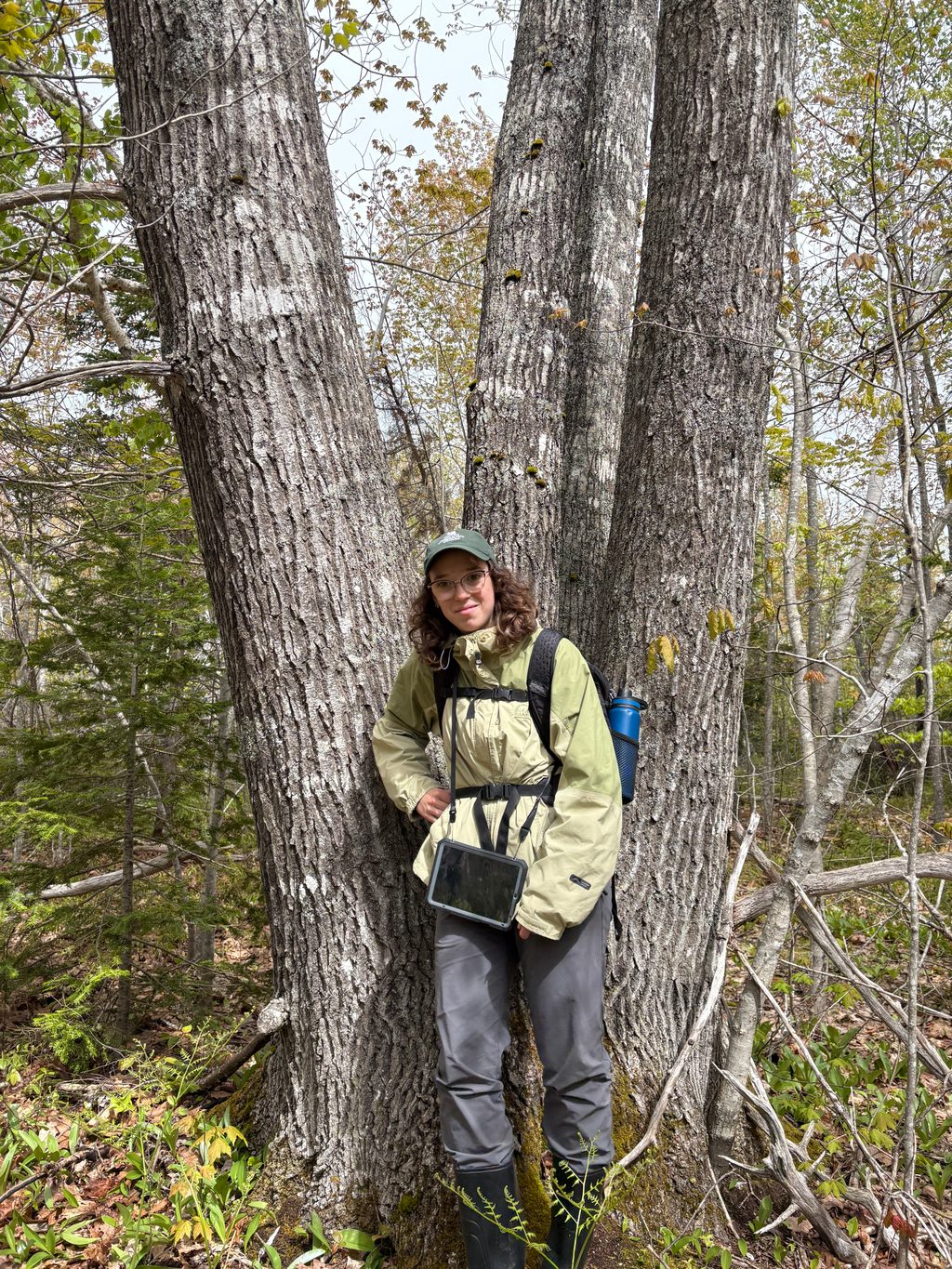 A person in hiking gear stands in a forest next to large tree trunks.