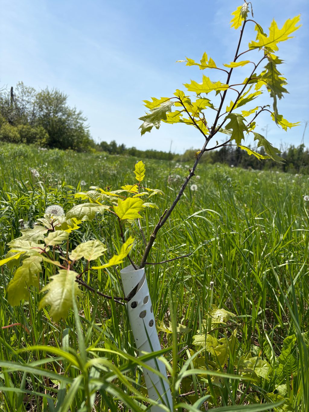 A young oak sapling in a protective tube grows in a grassy meadow.
