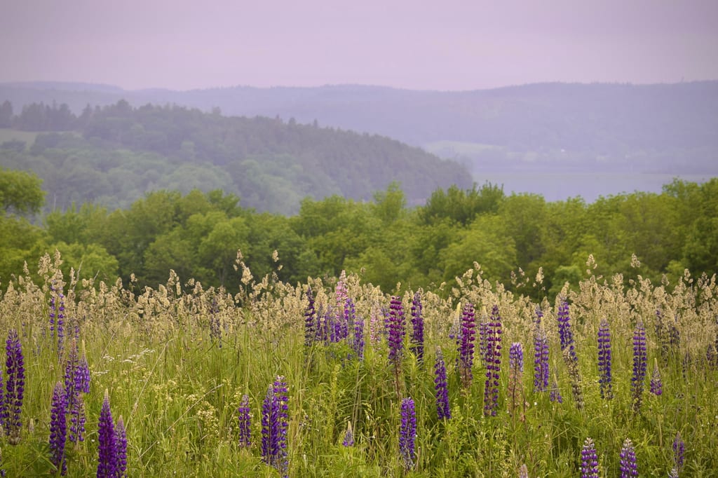Purple lupines bloom in a field with green trees and hills in the background.