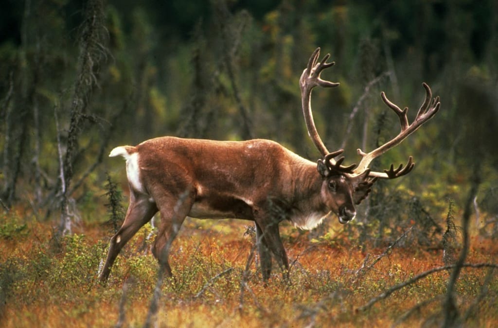 A caribou walks through autumn tundra vegetation.