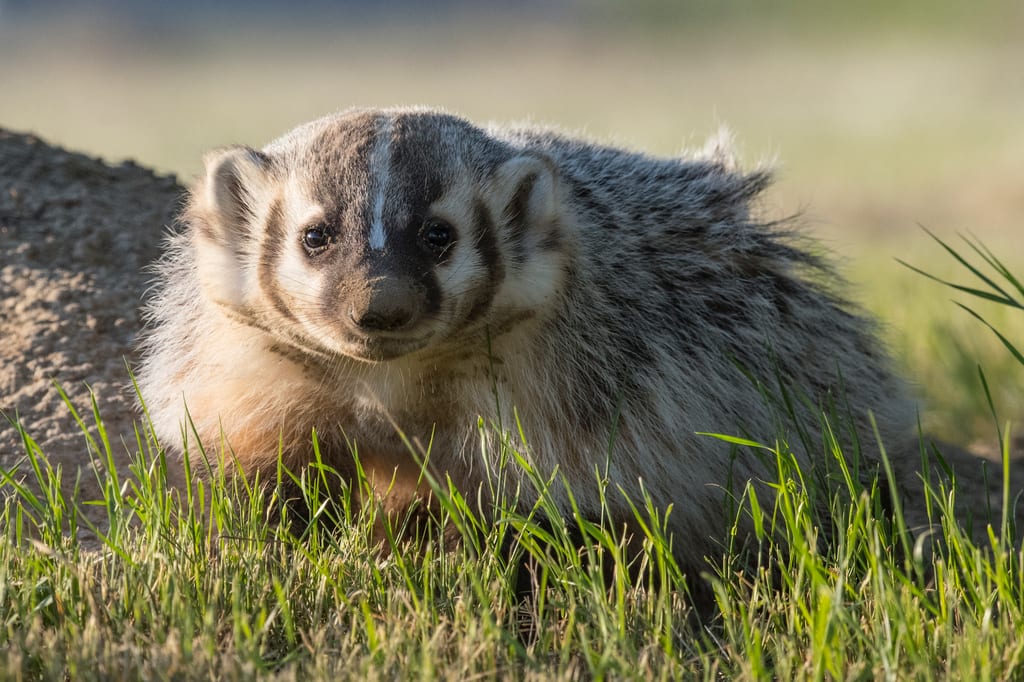 An American badger sits in the green grass near a dirt mound.