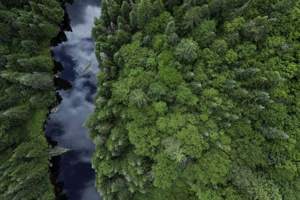 An aerial view of a dark river flowing through a dense green forest.