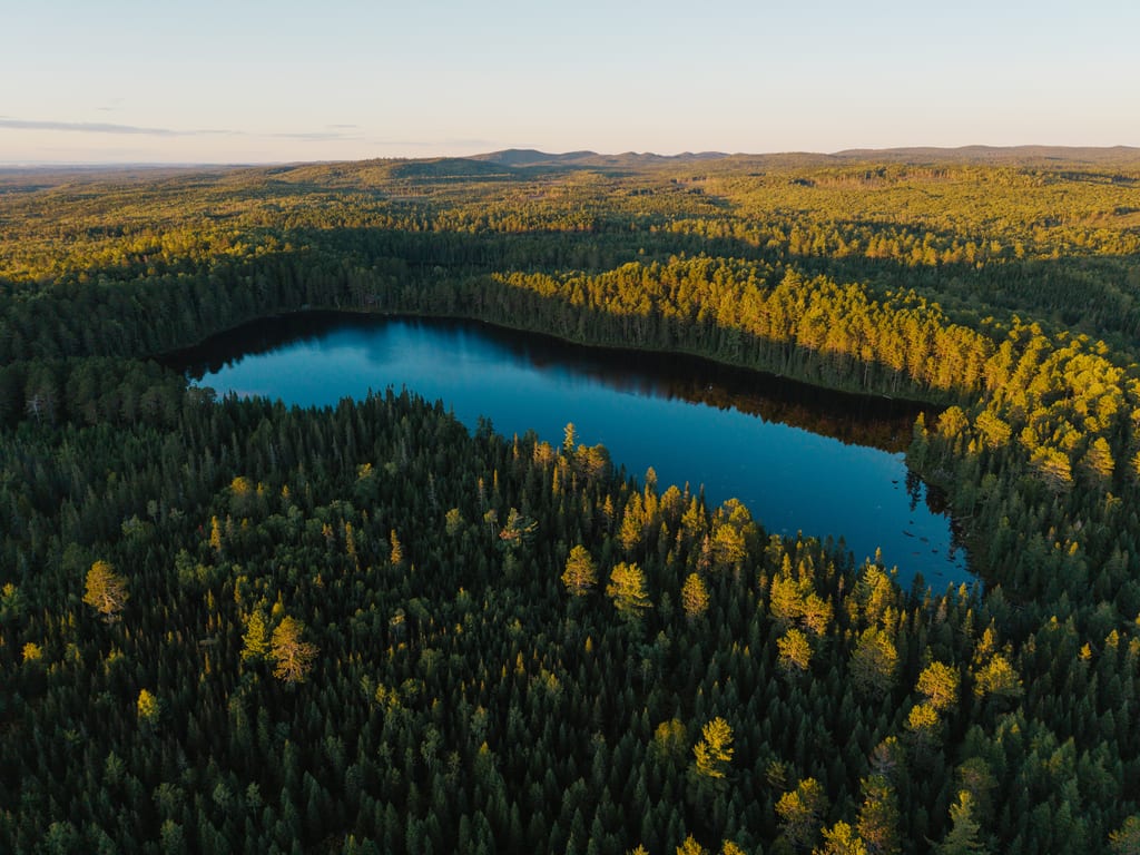 An aerial view of a lake surrounded by a dense coniferous forest in the evening light.