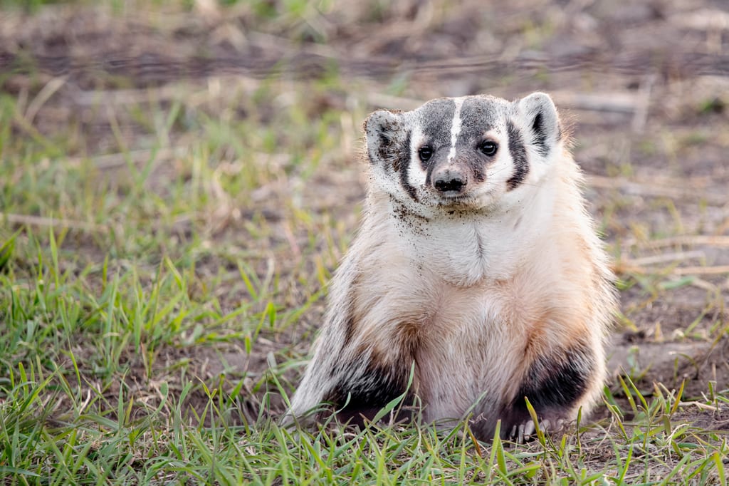 An American badger sits in a grassy field.