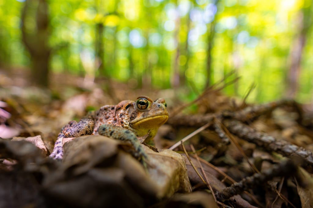 A toad sits on dry leaves on the forest floor.