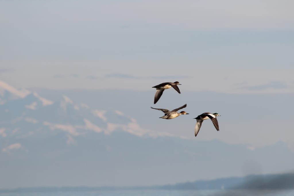Three birds fly through the sky, with snow-covered mountains in the background.