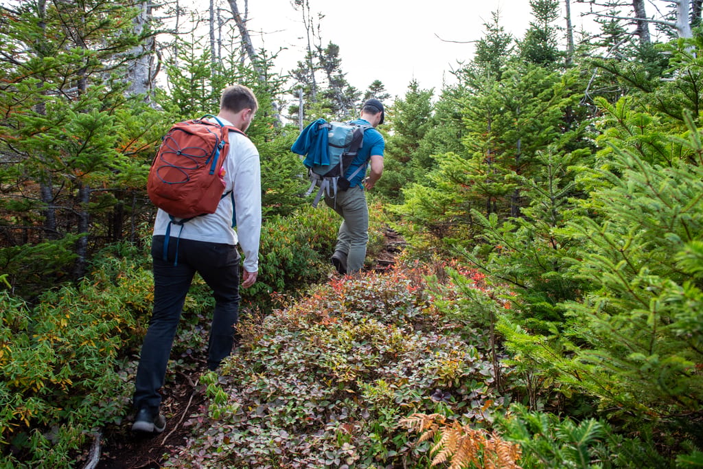 Deux randonneurs avec des sacs à dos marchent sur un sentier à travers une forêt de conifères.