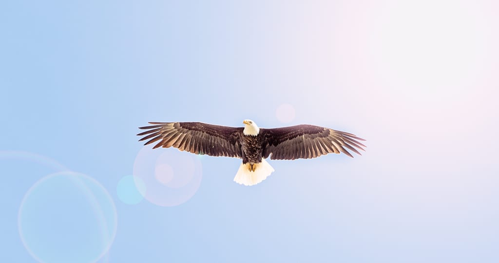 A bald eagle soars through a clear blue sky with its wings fully outstretched.