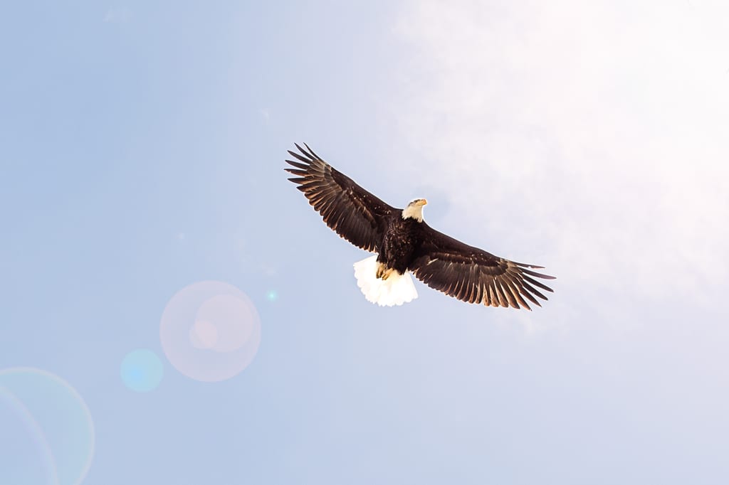 A bald eagle flies through a clear sky.