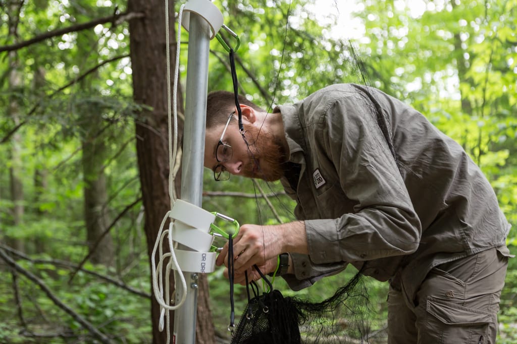 Bat research, Happy Valley Forest, ON (Photo by Vincent Luk)