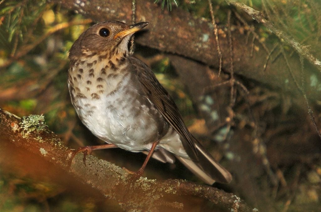A Swainson's Thrush perches on a mossy branch.