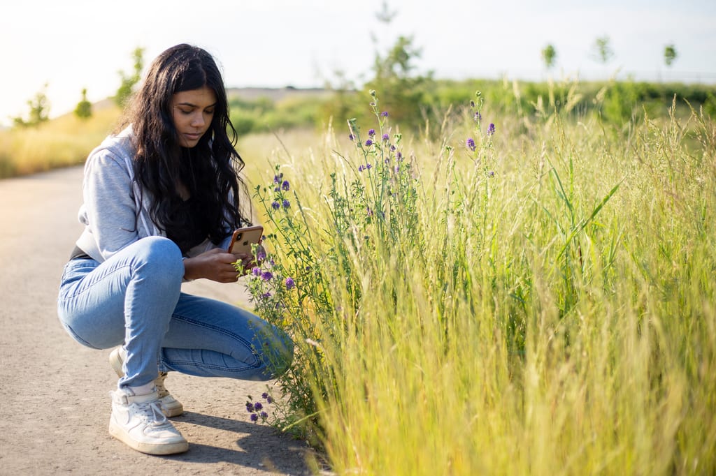 A person squats on a path to photograph purple wildflowers with a smartphone.