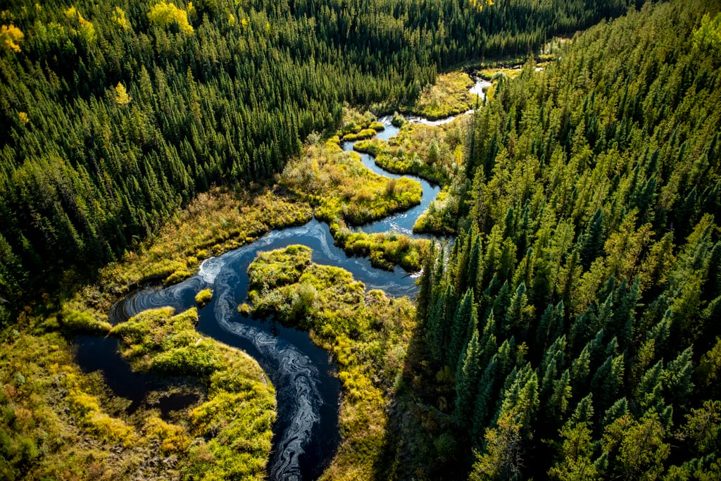 A meandering river winds through a dense coniferous forest.