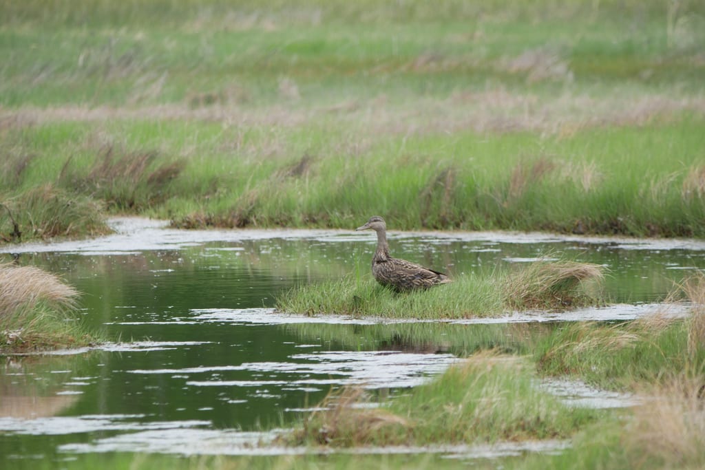 A female mallard stands in a grassy wetland.