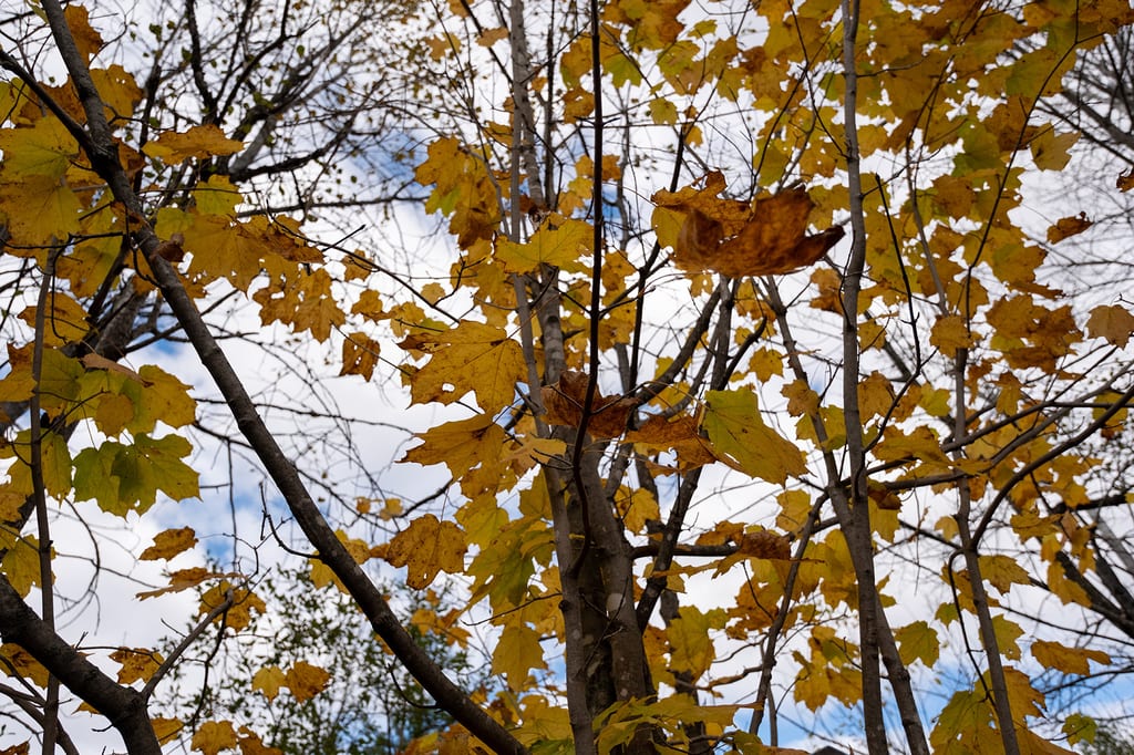 Yellow maple leaves on branches against a cloudy sky in autumn.