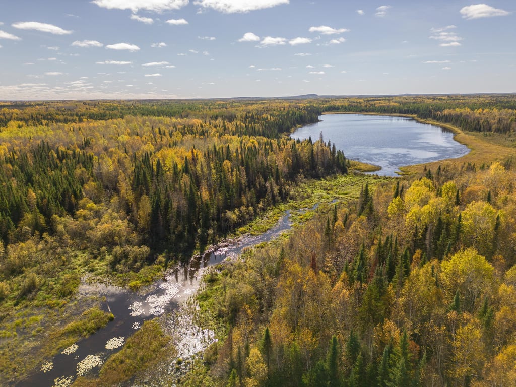 An aerial view of a forest with autumn foliage and a winding stream flowing into a lake.