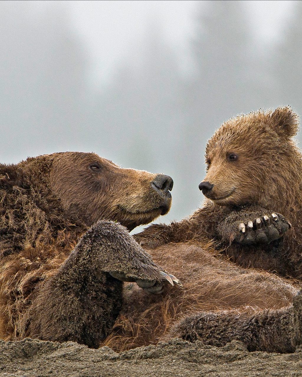 Brown bear and cub, Lake Clark National Park, Alaska, Ursus arctos,