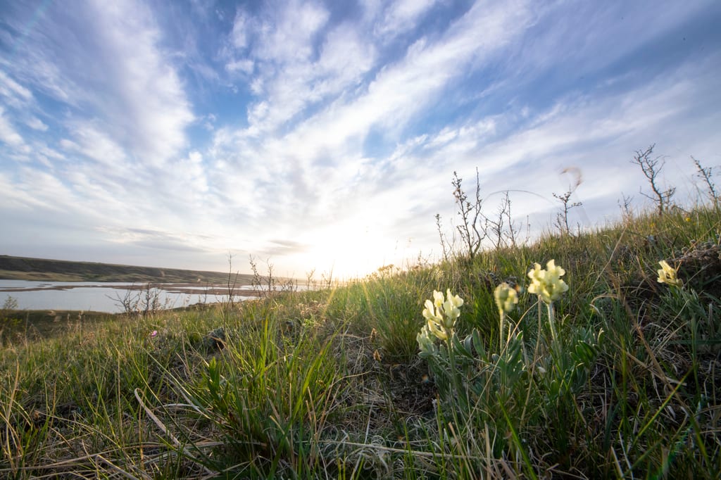Small white flowers grow on a grassy slope overlooking a river under a bright, cloudy sky.