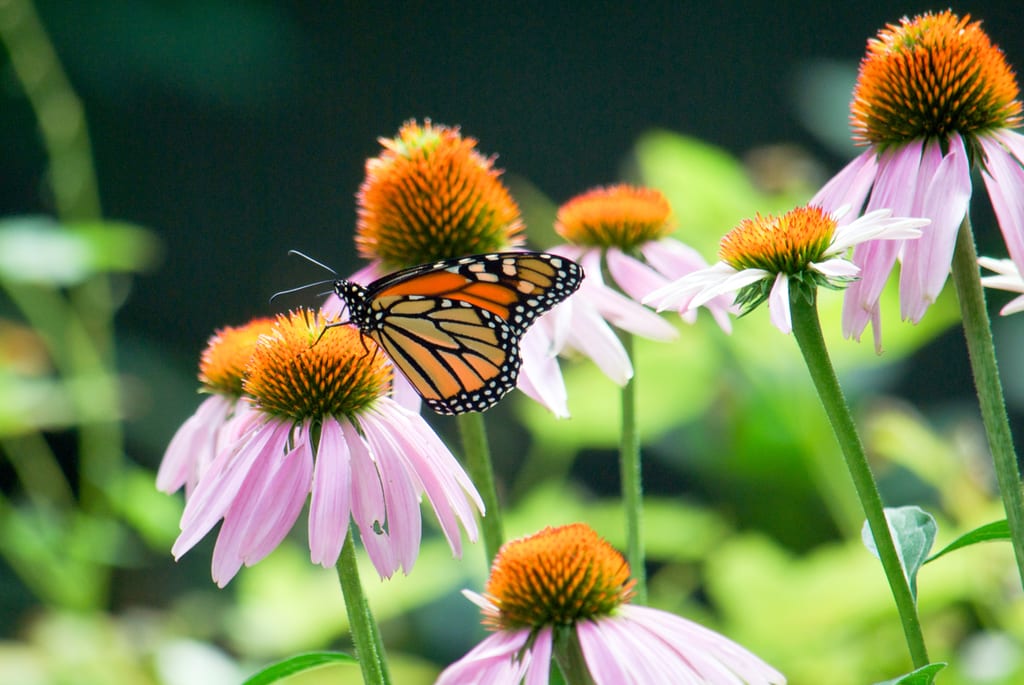 A monarch butterfly rests on a pink coneflower.