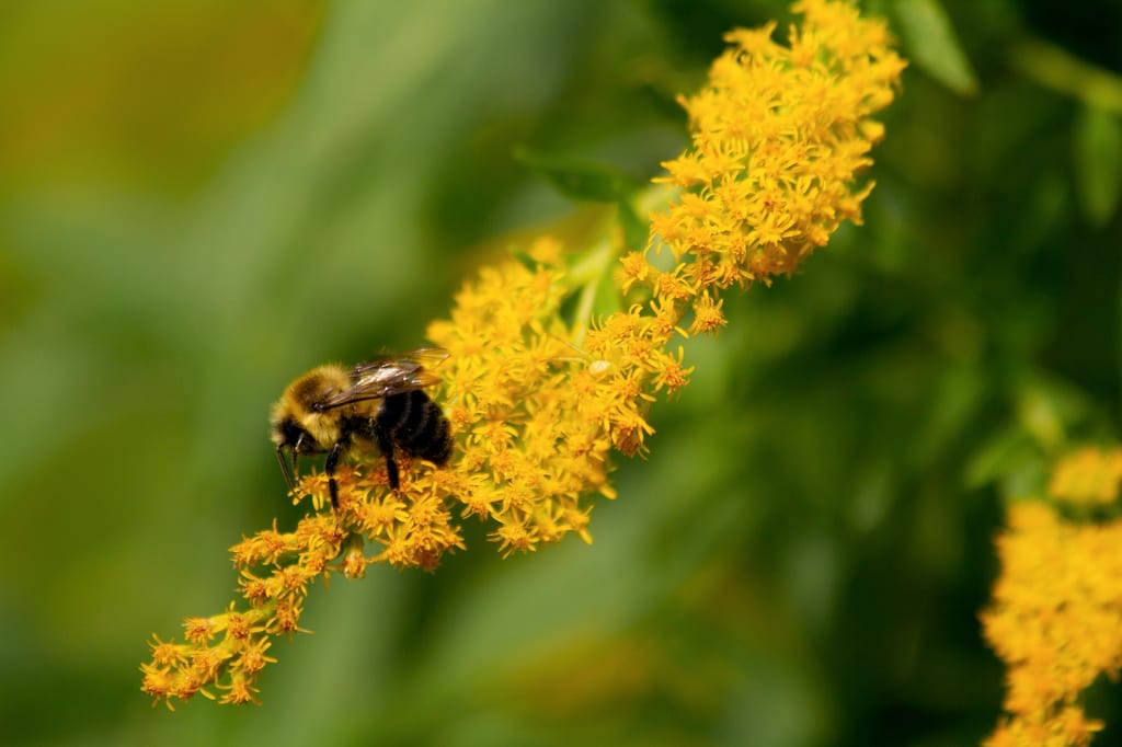 Bumble bee on golden rod, Hawkridge, Frontenac Arch, ON (Photo by NCC)