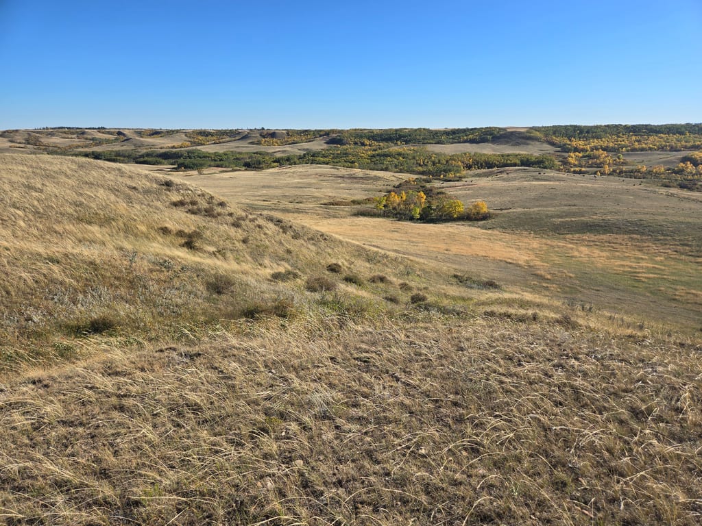 Rolling hills of dry grassland with yellowing trees under a clear blue sky.