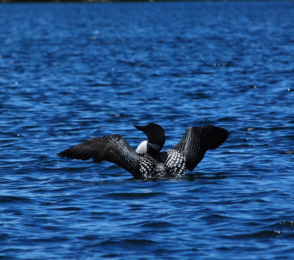 A common loon spreads its wings while floating on blue water.