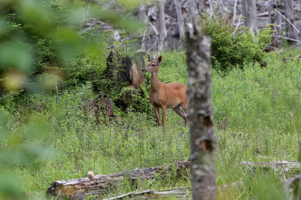 A deer stands in a lush green clearing near fallen logs.