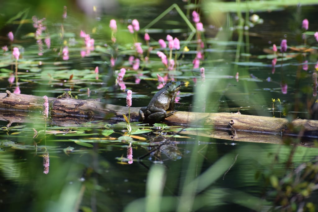 A frog sits on a fallen log in a pond surrounded by pink flowers.