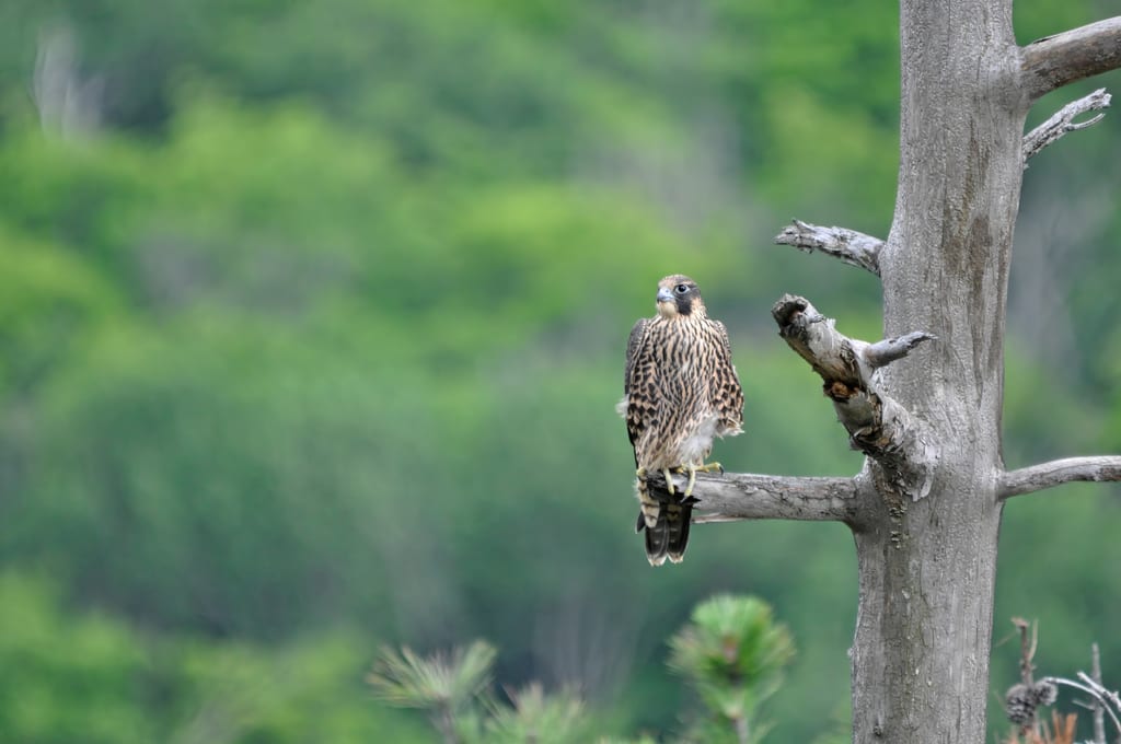 A peregrine falcon perches on a dead tree branch against a green forest background.