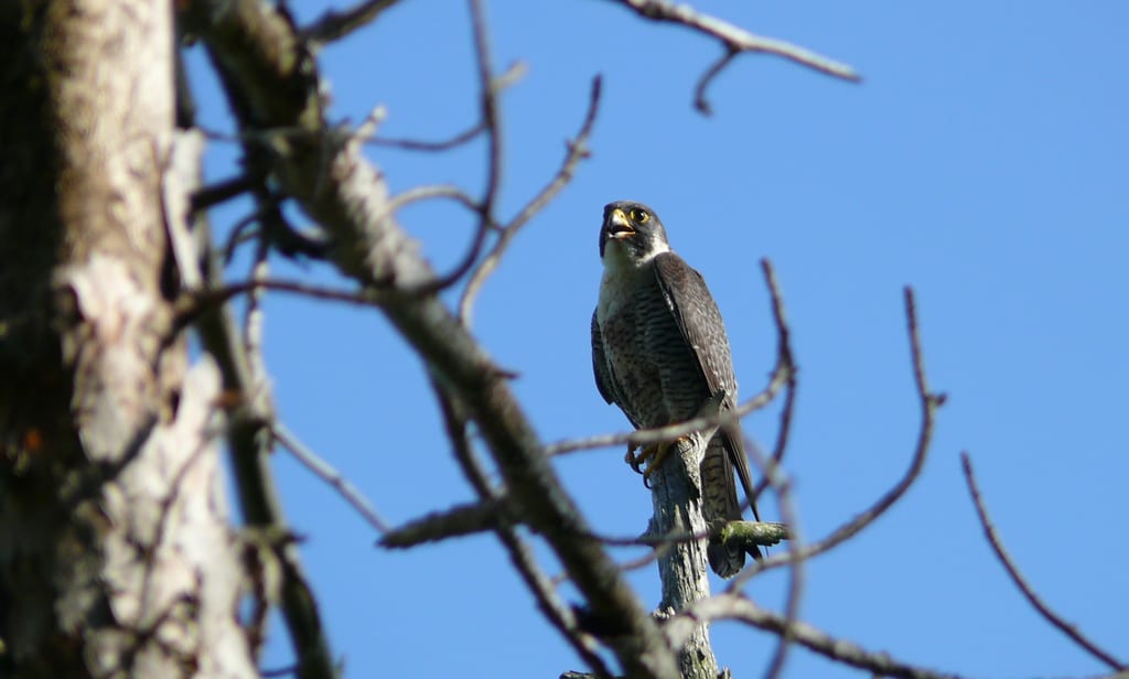 A peregrine falcon perches on a tree branch against a clear blue sky.