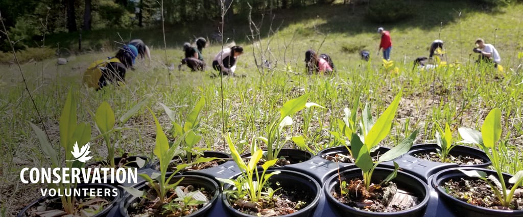 Volunteers plant young seedlings in a sunny meadow.