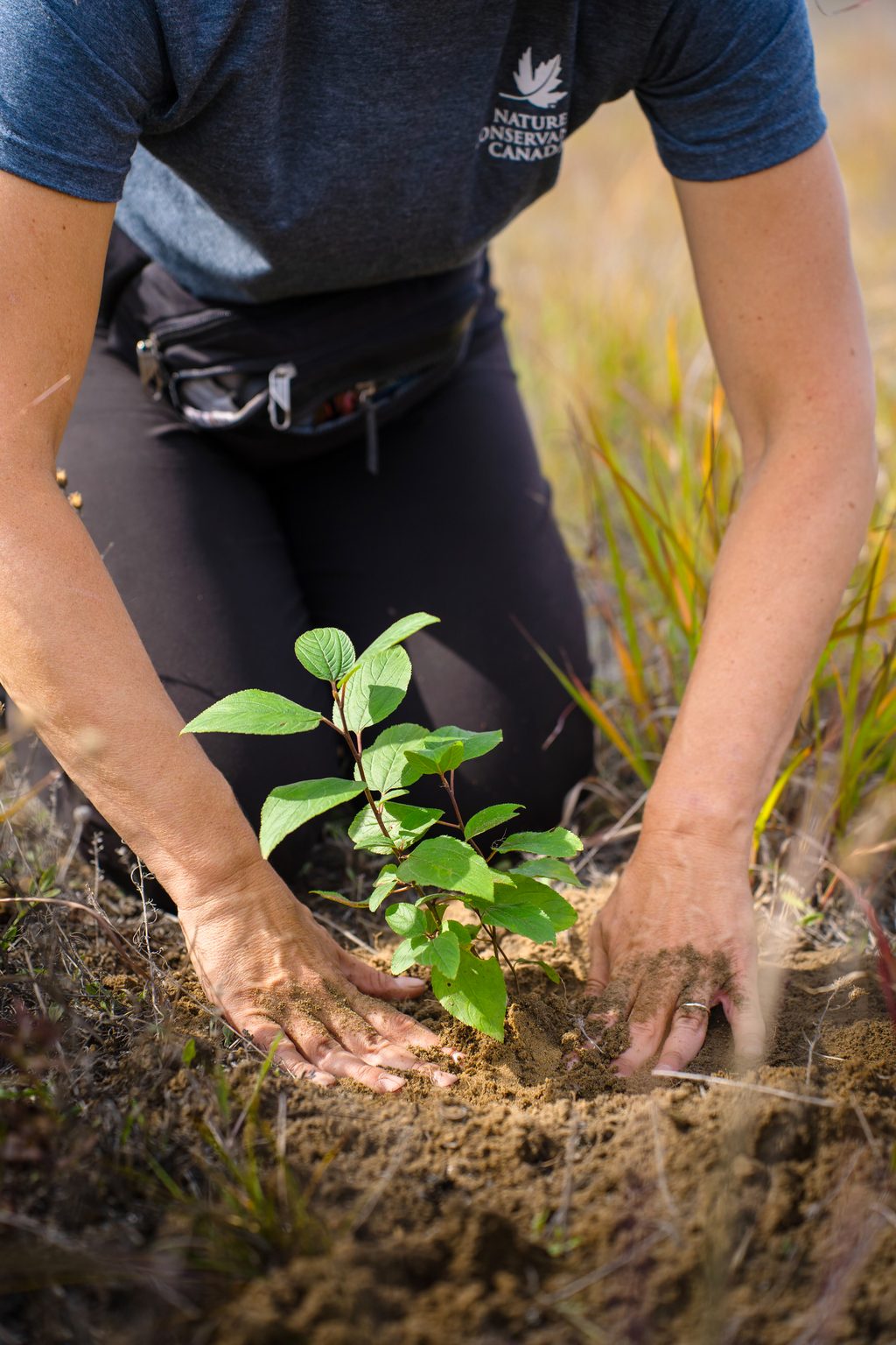 A person plants a small green sapling in a grassy field.