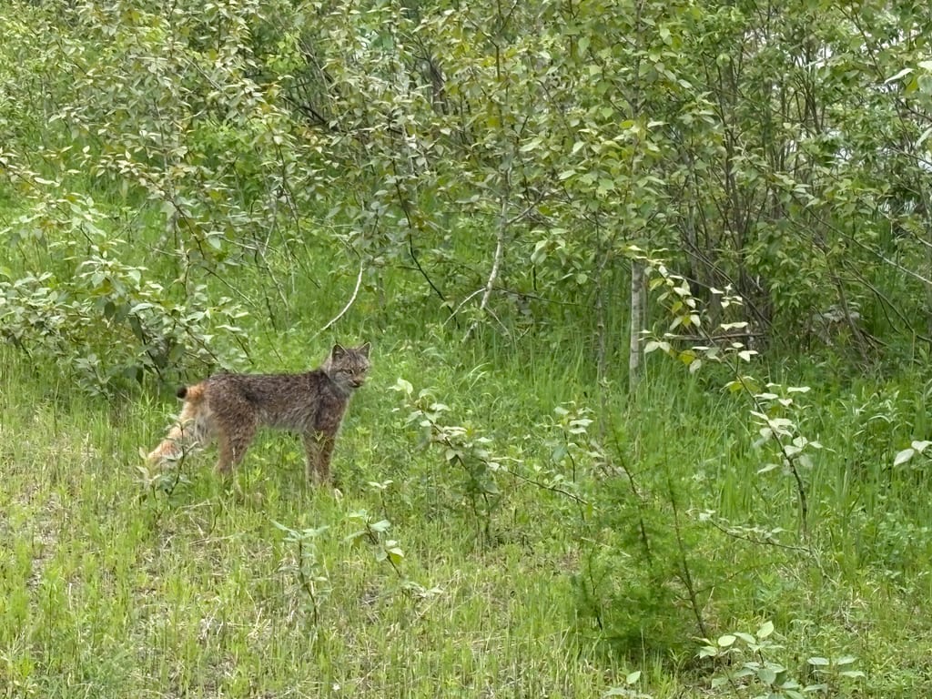 A Canada lynx walks through green shrubs and tall grass.