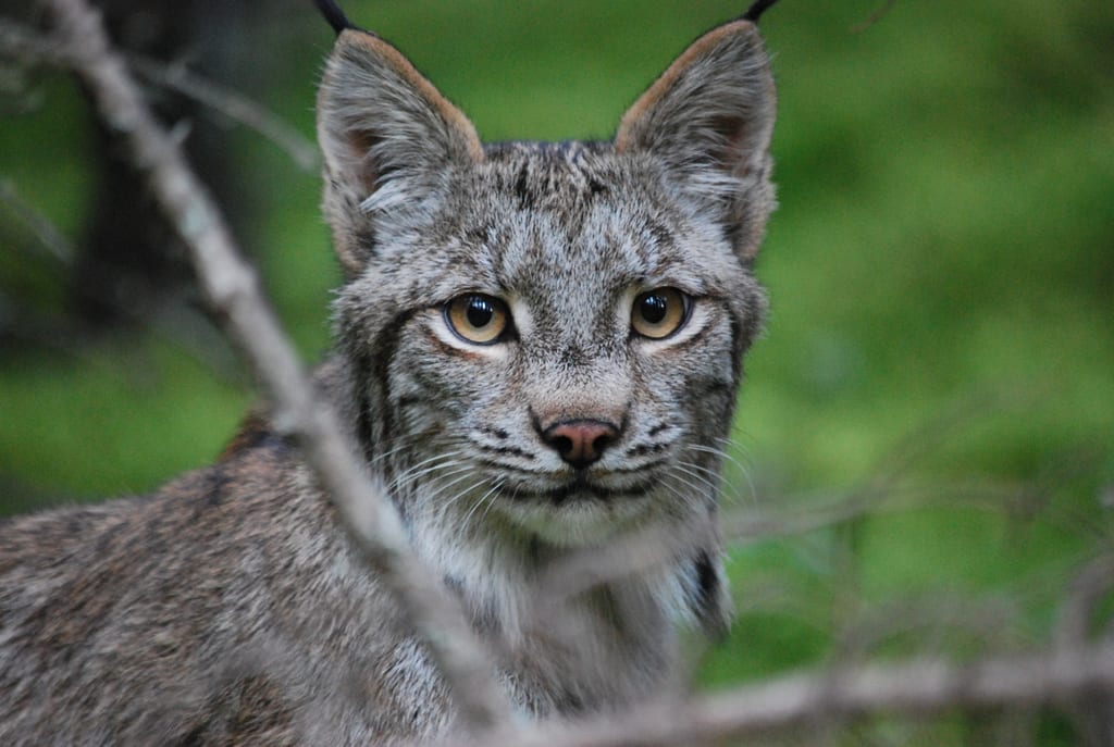 A lynx looks through branches in a forest.