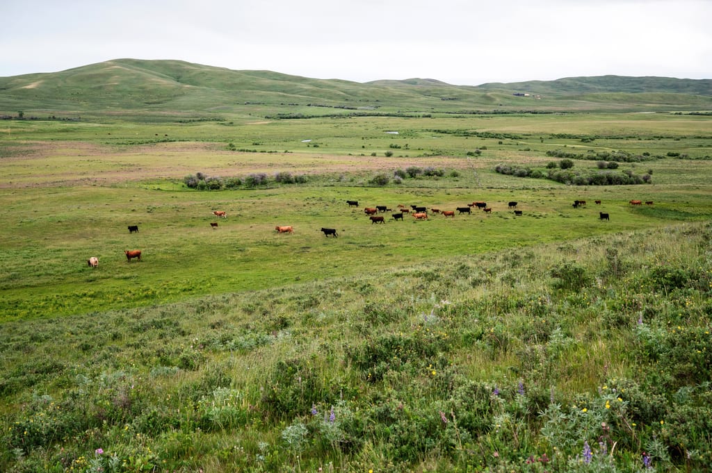 Cattle graze in a vast, green meadow among rolling hills.