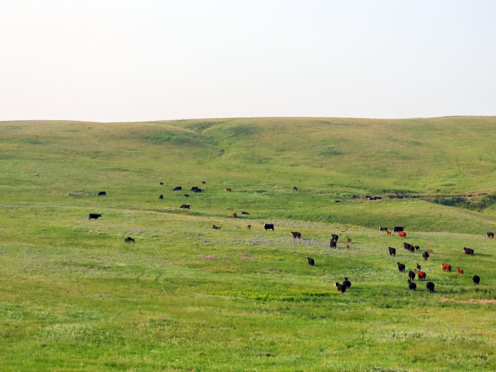 A herd of cattle grazes across a vast, rolling green prairie.