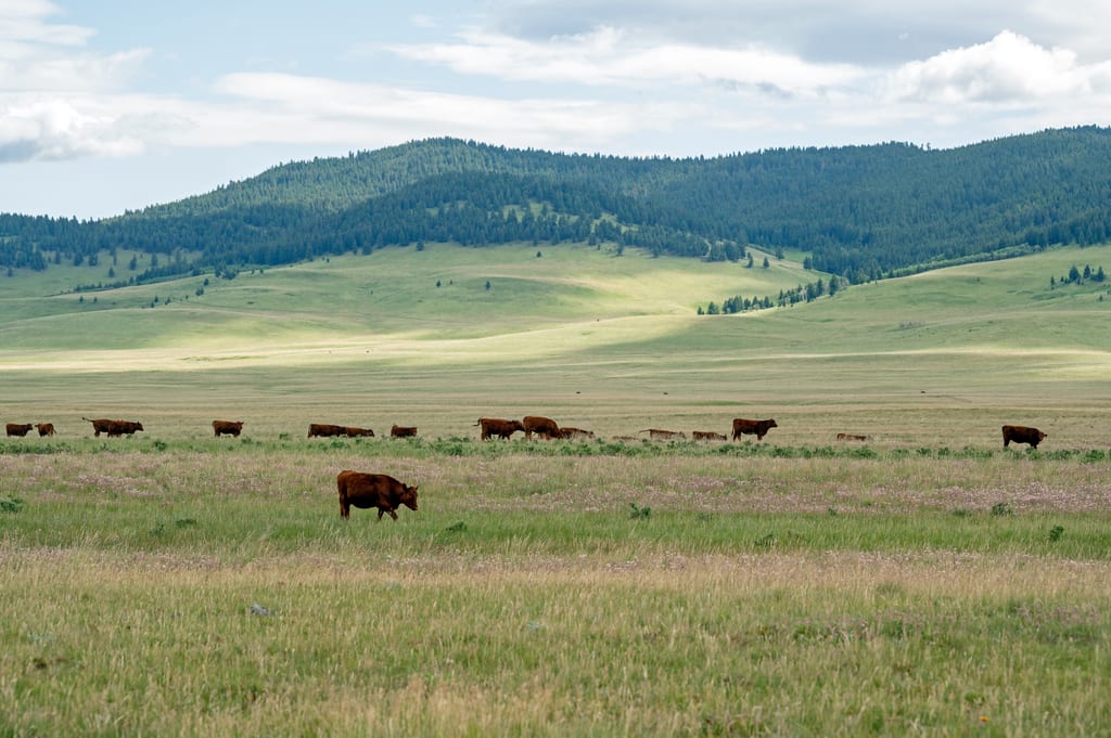 Brown cattle graze in a large green meadow with forested hills in the background.