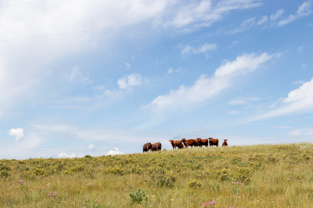 A herd of brown cattle stands on a grassy hill under a blue sky.