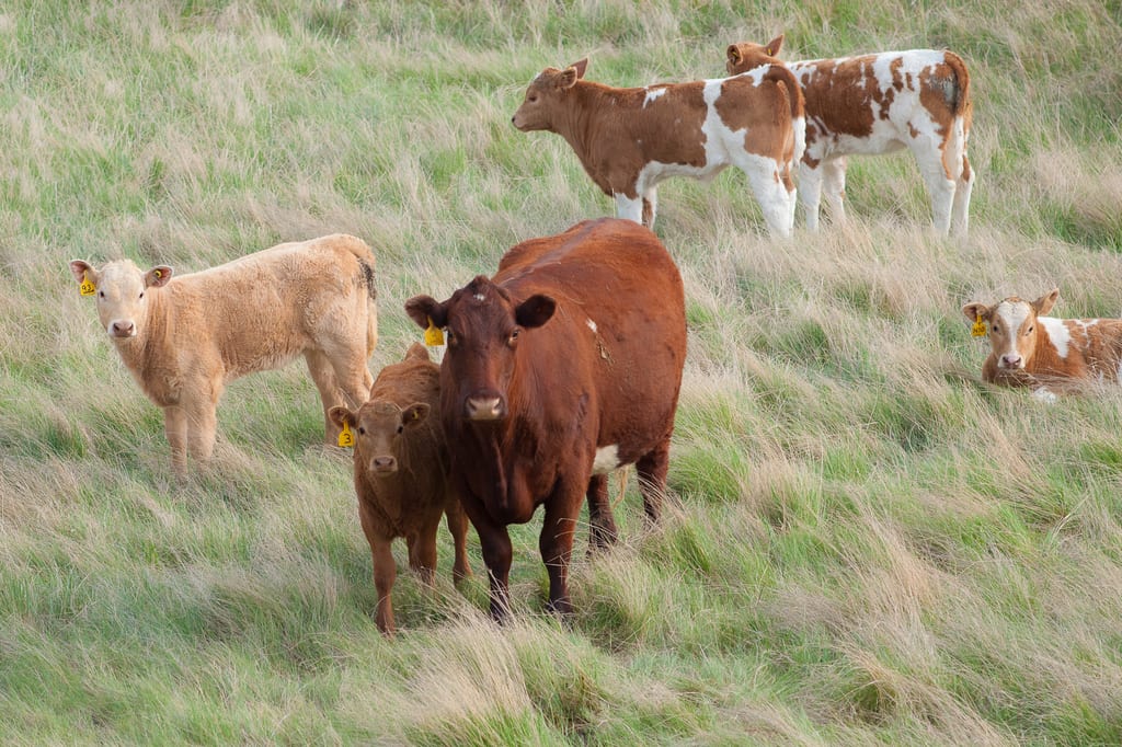 Several cattle stand in a grassy meadow.
