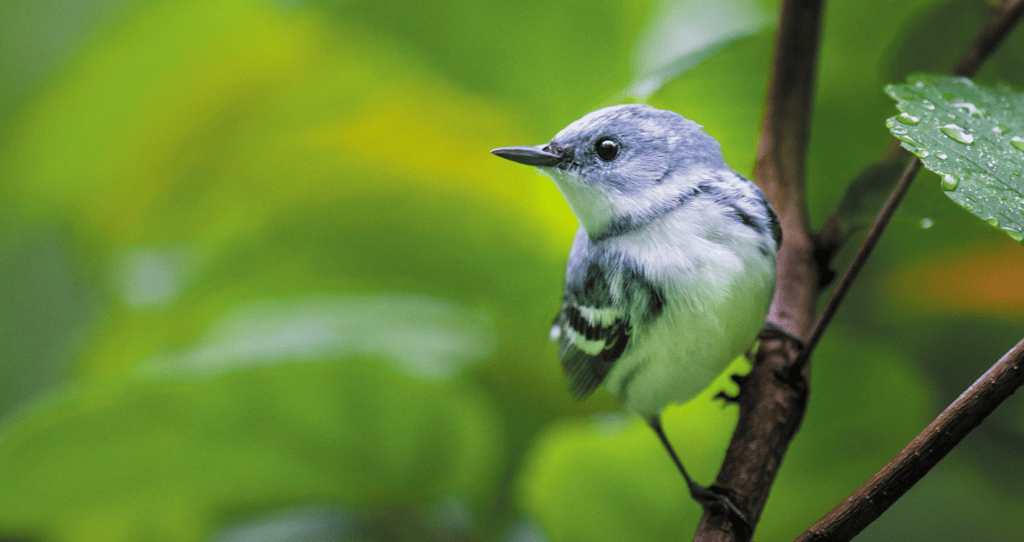 A cerulean warbler perches on a branch against a green background.