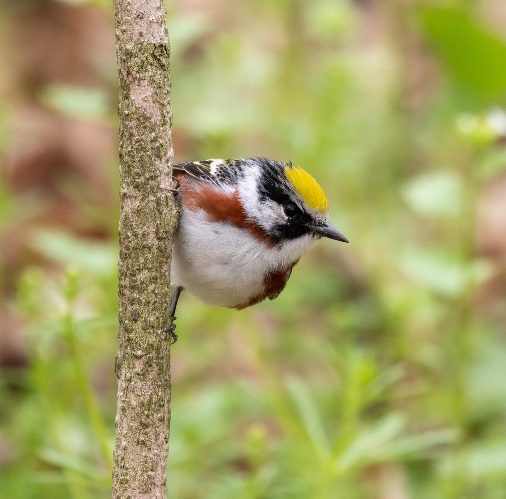 Chestnut-sided warbler, Pelee Island, ON (Photo by Mhairi McFarlane)
