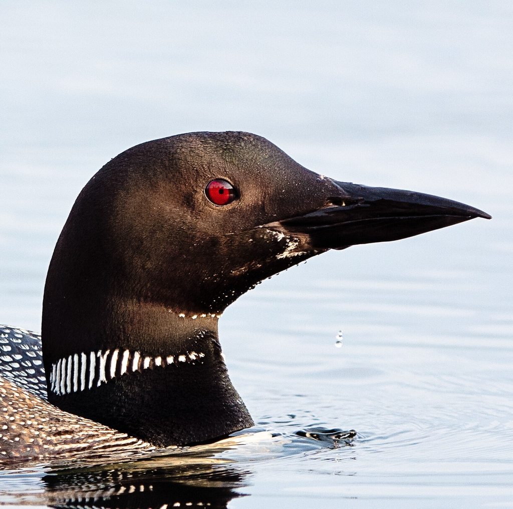 A common loon swims in the water.