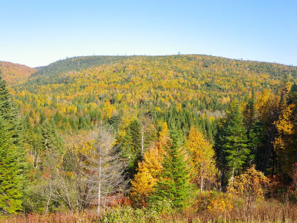 A hillside covered in a mixed forest shows colorful autumn foliage.