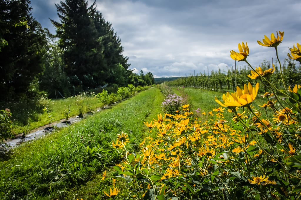 Des fleurs jaunes fleurissent dans un champ verdoyant près de rangées d'arbres sous un ciel nuageux.