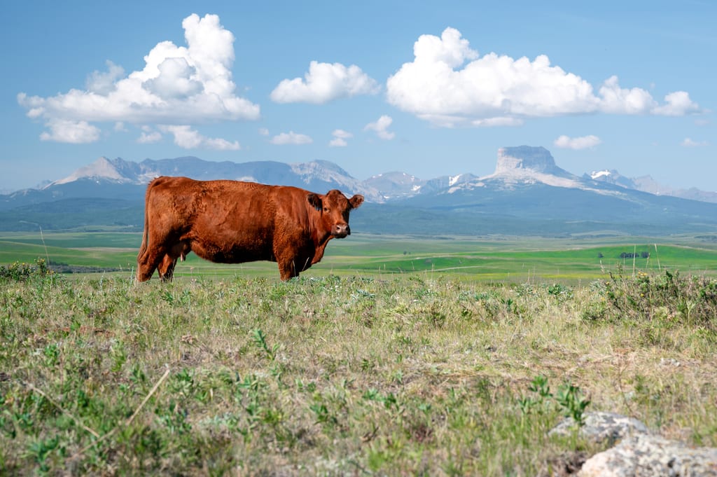 A brown cow stands in a grassy field with mountains in the background.