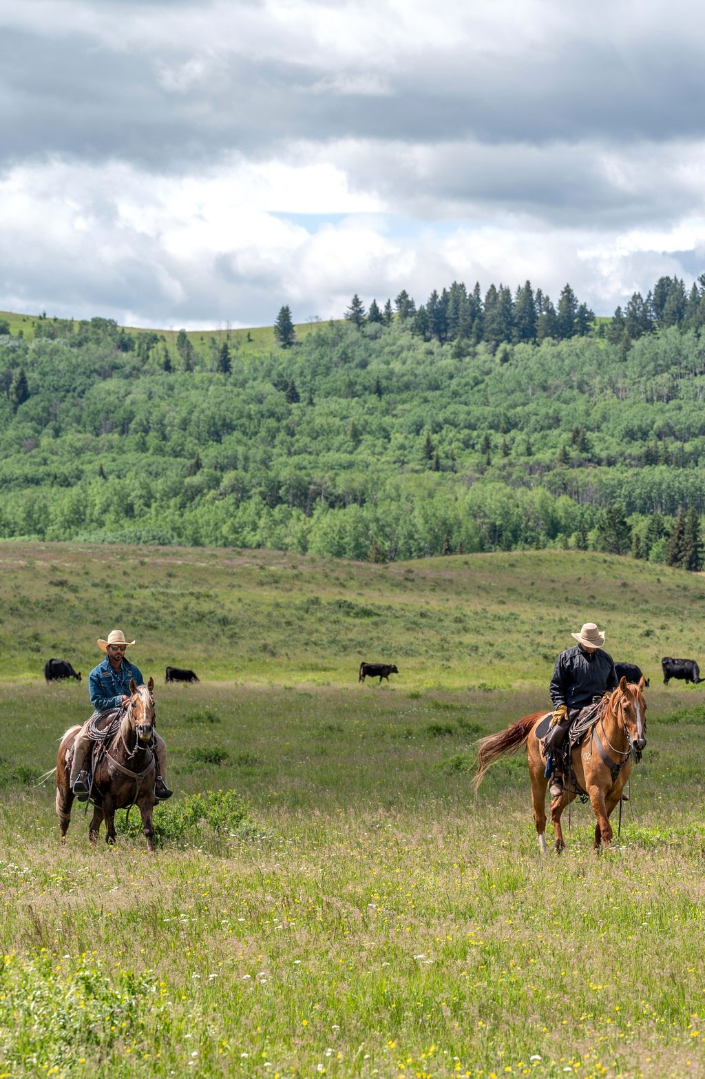 Two people ride horses across a grassy meadow with cattle grazing in the distance near a forested hill.