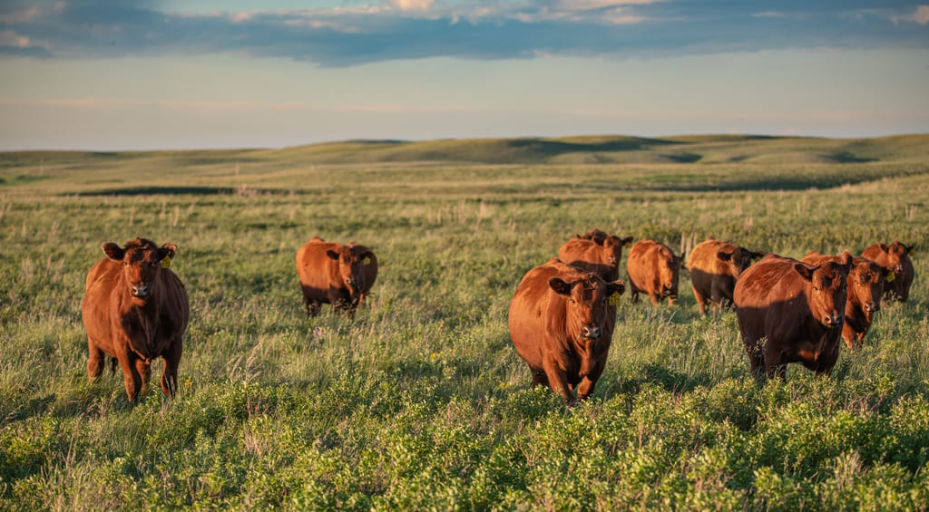 A herd of brown cattle grazes in a grassy field with rolling hills in the background.